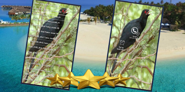 About Asian Koel Song Asian Koel Bird Sounds Singing Google