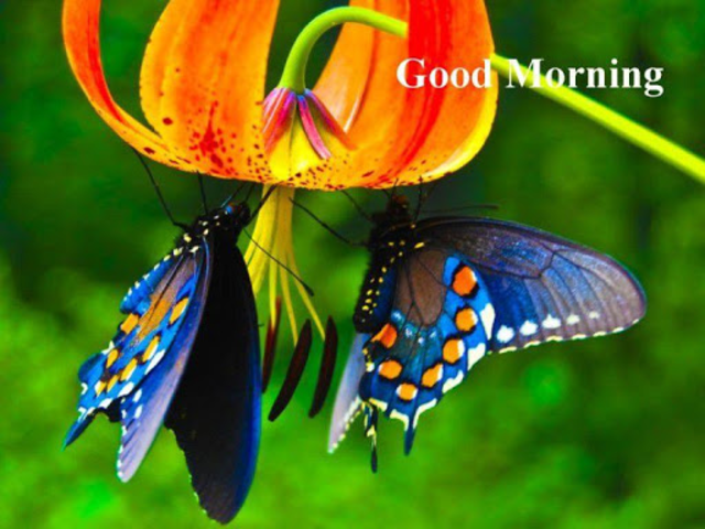 About Sweet Good Morning 3d Images Google Play Version Sweet