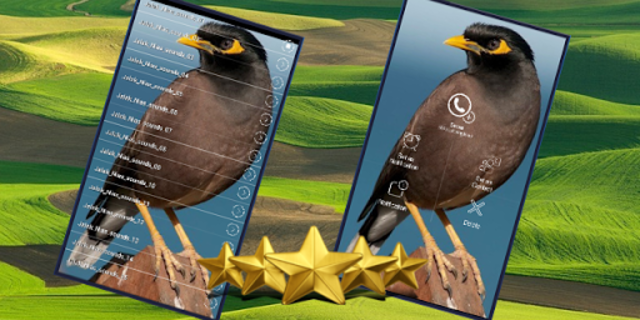 About Suara Burung Jalak Nias Master Kicau Jalak Nias Google