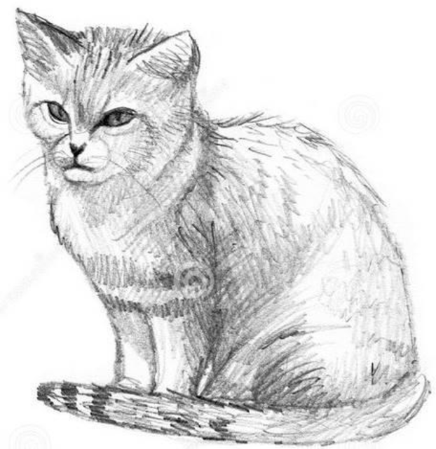 30 Trend Terbaru Gambar Sketsa Hewan Kucing AsiaBateav