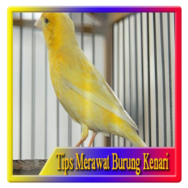 About Tips Merawat Burung Kenari Google Play Version Apptopia