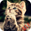 Cute Funny Animal GIF App Icon